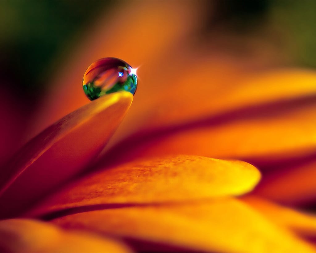 Close up of water droplet on orange flower petal