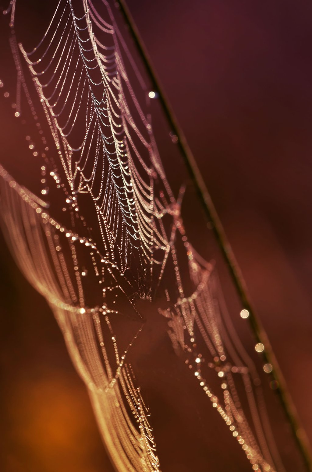Close up of water droplets on spider web