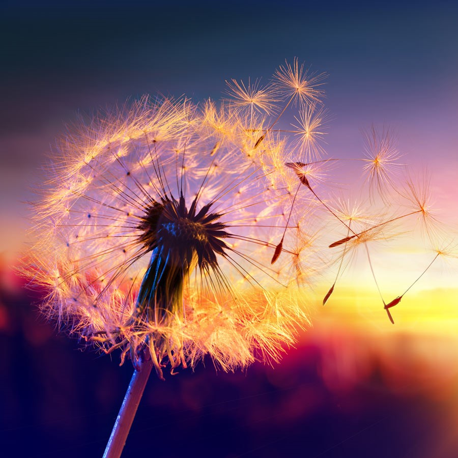 case-study-only-dandelion-sunset