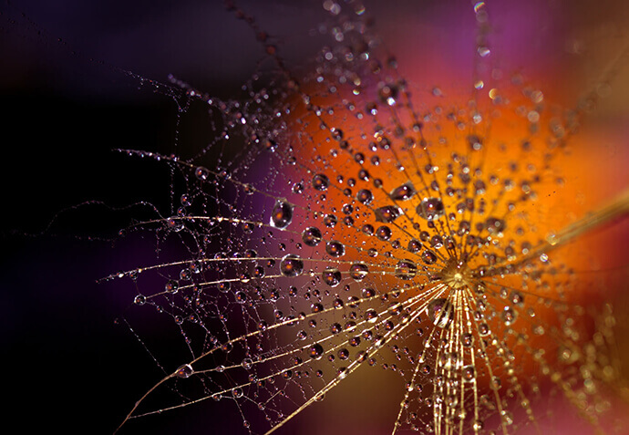 Dandelion with dewdrops
