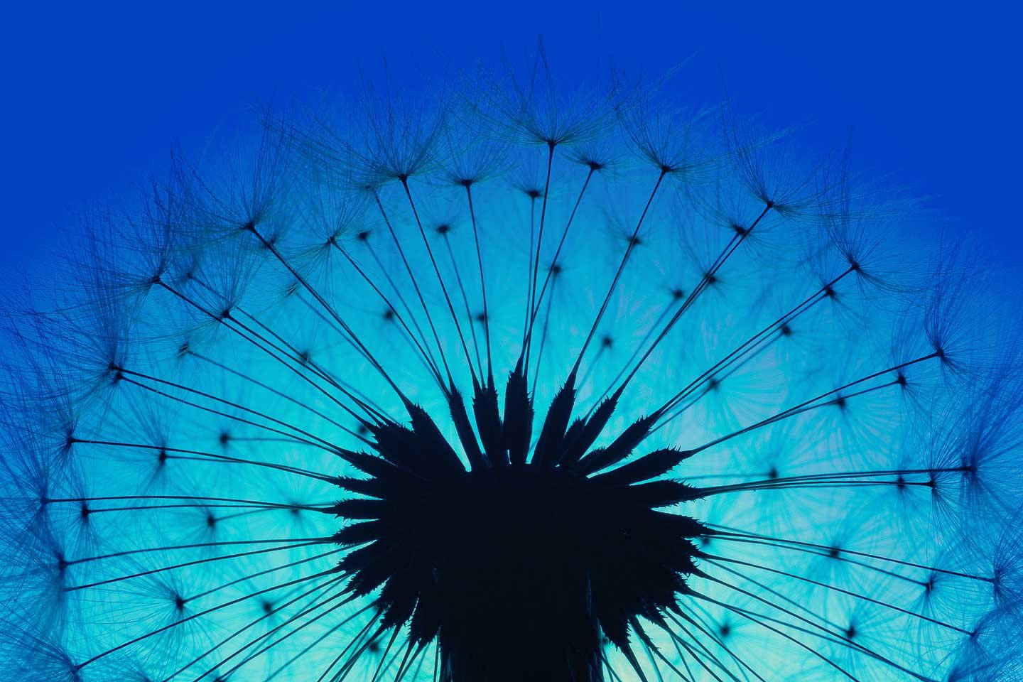 Dandelion with blue background