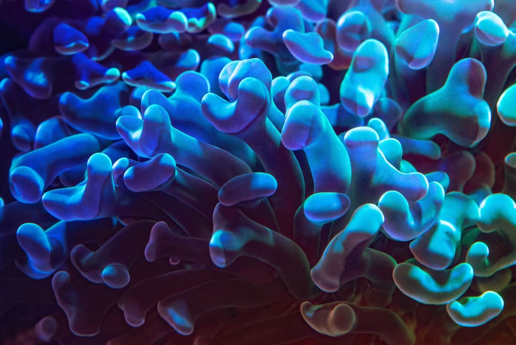 general-blue-soft-coral-close-up