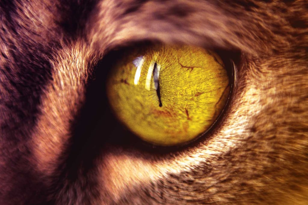 general-cats-eye-closeup
