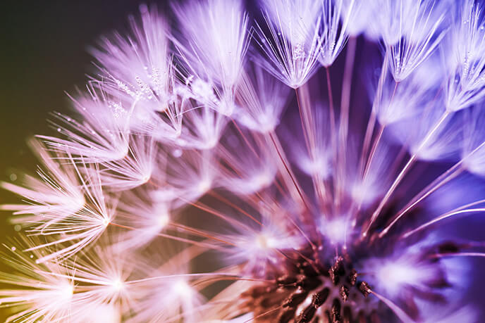 Close up of dandelion seeds