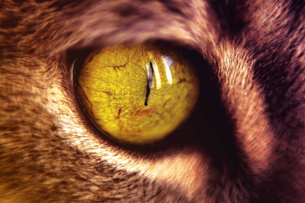 generl-cats-eye-closeup-flipped