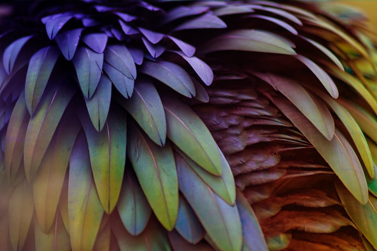 General-parrot-feathers-detail