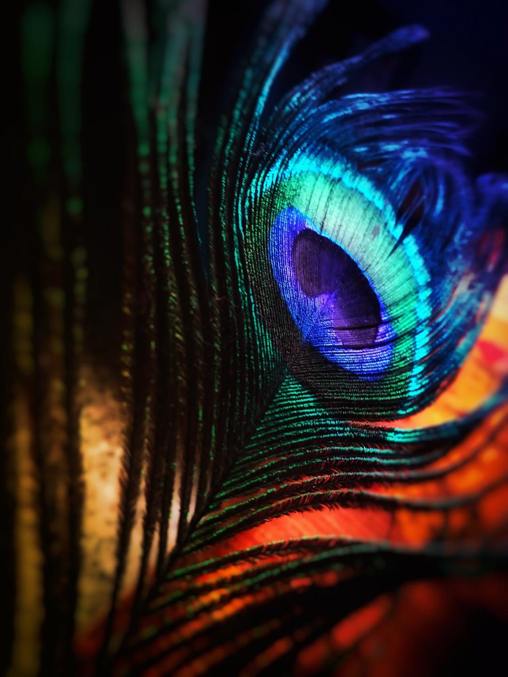 General-peacock-feathers-close