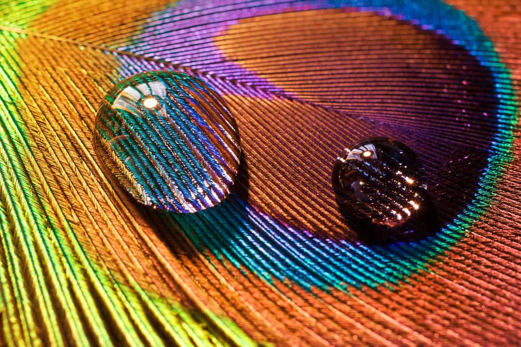 Water droplets on a peacock feather