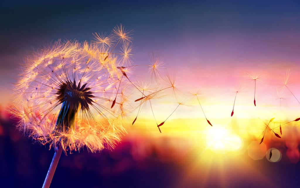Dandelion seeds blowing away in the wind