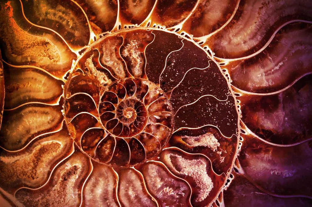 Close up of spiral shell