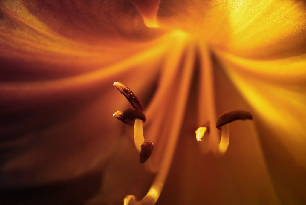 Yellow flower stamen