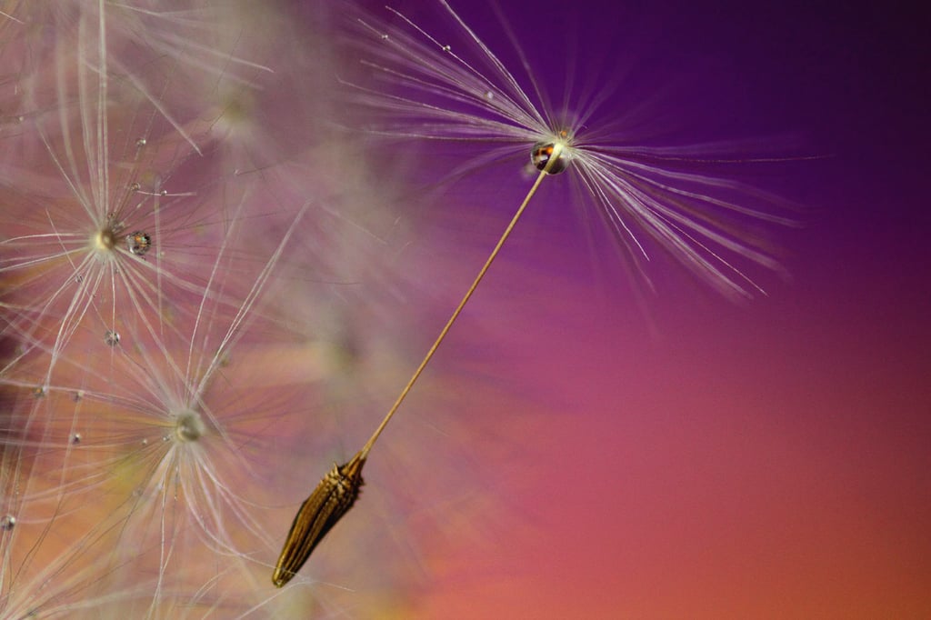 general-dandelion-blur-closeup