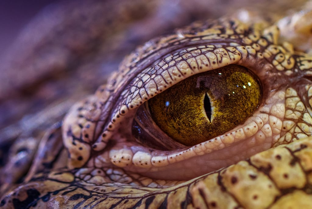 Close up of crocodile eye