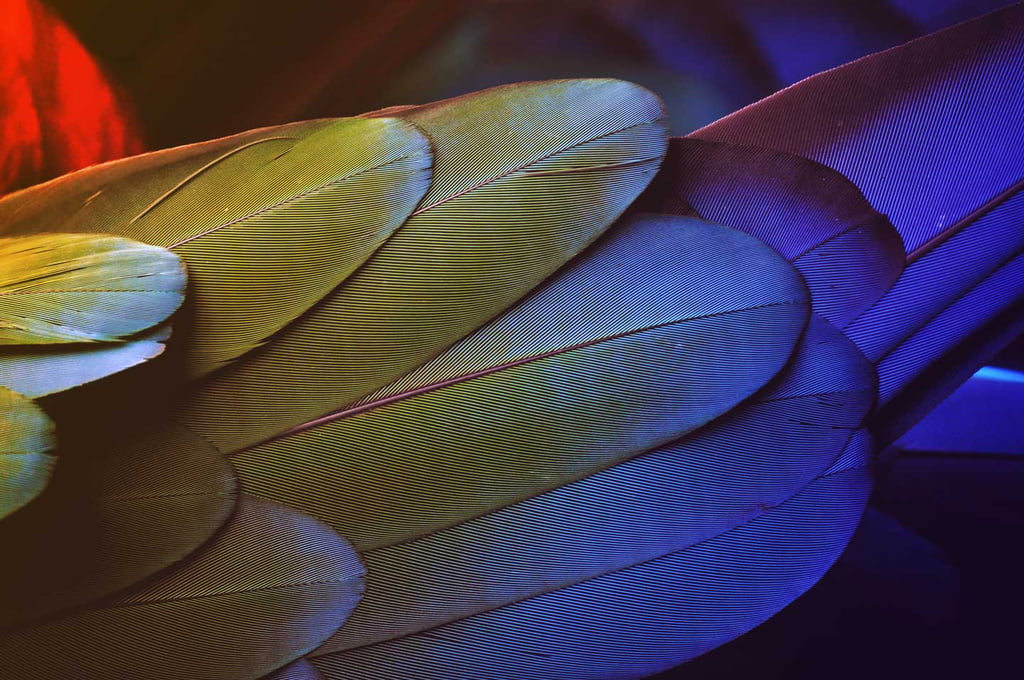 genral-feathers-closeup-colour