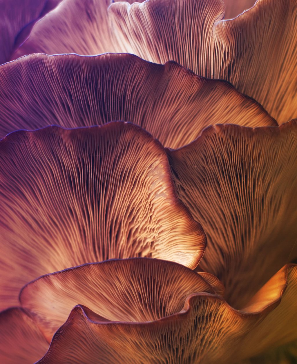 mushroom-gills