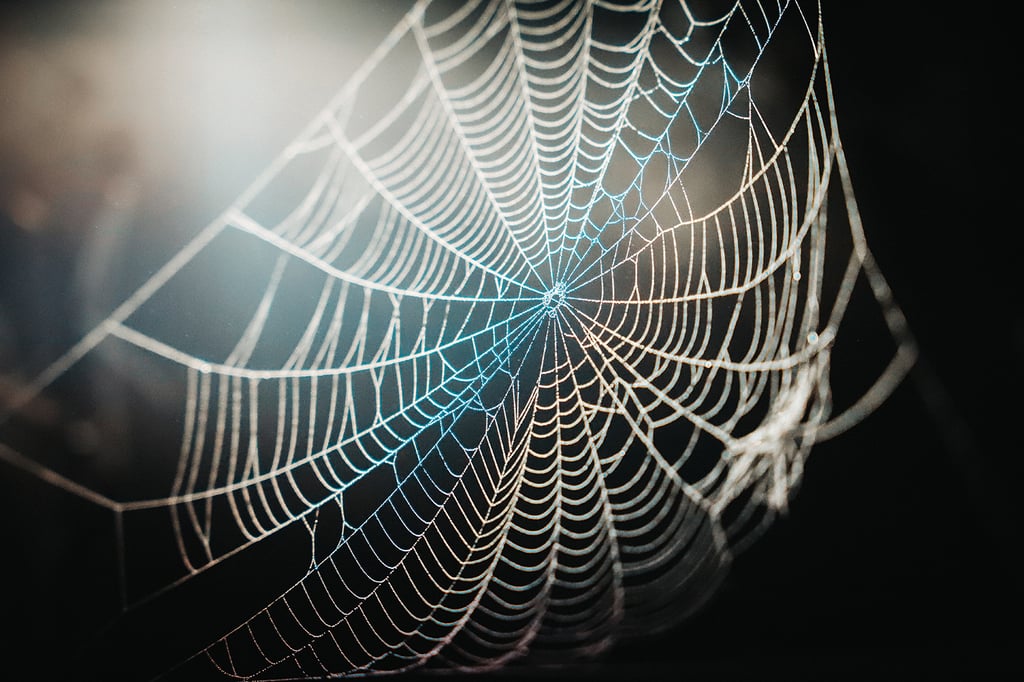 spider-web-in-close-up-photography-3731977